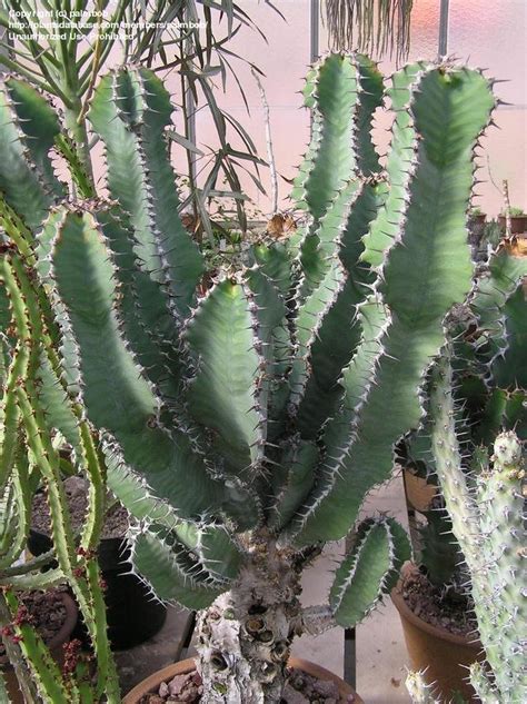 PlantFiles Pictures: Euphorbia Species (Euphorbia cactus) by palmbob