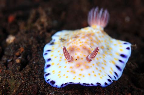 15+ Sea Slugs That Prove Aliens Already Live On Planet Earth | Bored Panda