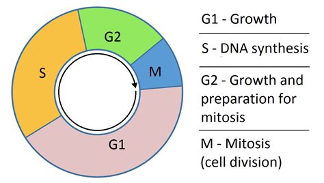 The Cell Cycle - Phases - Mitosis - Regulation - TeachMePhysiology