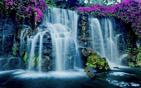 Download Purple Flower Flower Hawaii Nature Waterfall HD Wallpaper