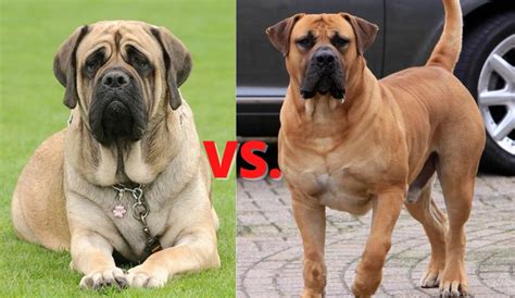 "The English Mastiff Is The Heaviest Dog The Heaviest Dog From This ...