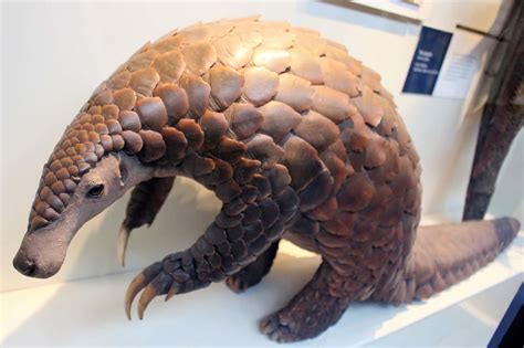 50 Interesting Pangolin Facts You Have to Know About | Facts.net