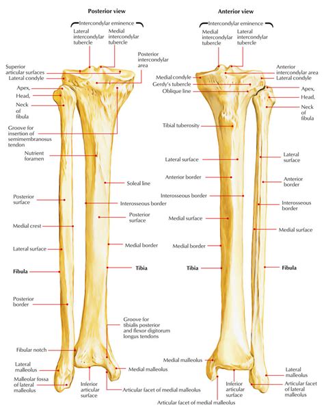 [DIAGRAM] Tibia Fibula Bone Diagram - MYDIAGRAM.ONLINE