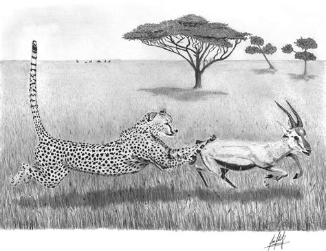 Cheetah Chasing Prey Drawing by James Schultz - Pixels