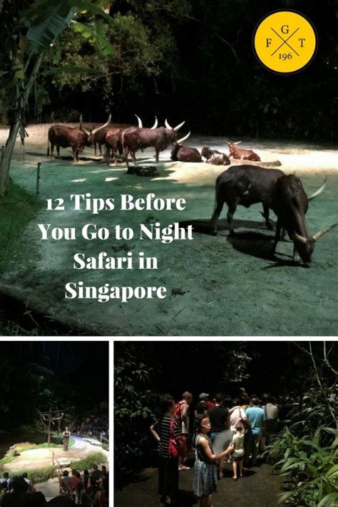 12 Tips Before You Go To Night Safari In Singapore 2020 | Family ...