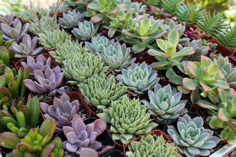 The Rise of The Succulent Plants - Engledow Group