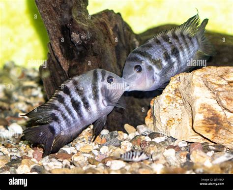 Convict Cichlid: Fish Species Profile