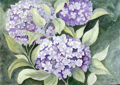 "Hydrangeas" Watercolor Watercolours, Watercolor Paintings, Hydrangeas ...