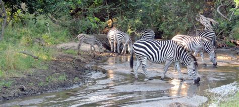 Animals of Malawi in the Majete Wildlife Reserve