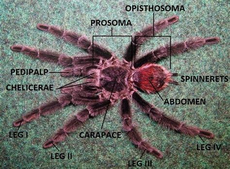 17 Best images about Tarantulas on Pinterest | The o'jays, Spider and ...