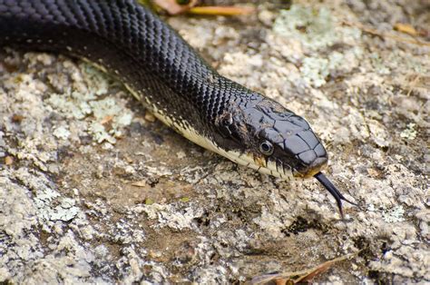 Types of Black Snakes - AZ Animals