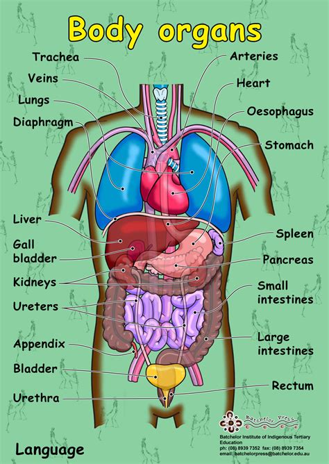 Anatomy Of Internal Organs Female : Human Female Anatomy - Body ...