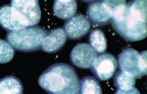 How to detect mycoplasma contamination by PCR- PromoCell