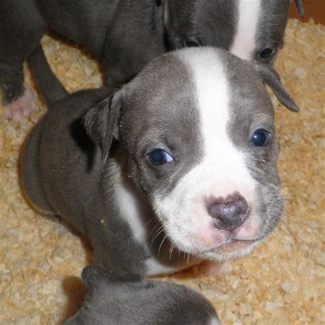 23+ Bull Terrier Pitbull Mix Puppies - l2sanpiero