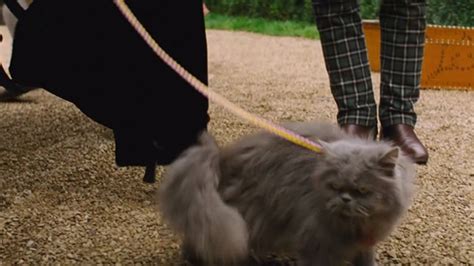 Cinderella (2015) - Cinema Cats