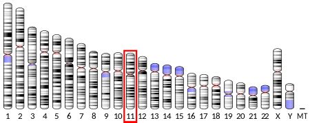 Tyrosinase - Wikipedia