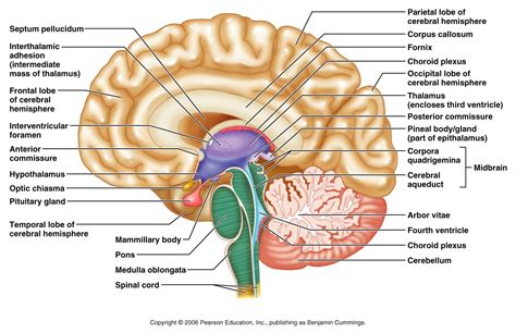 Sagittal section of the brain: Thalamus, Hypothalamus, Optic chasm ...