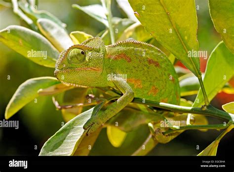 Chameleon camouflage Stock Photo - Alamy