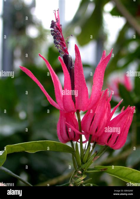 Brazilian candle (Pavonia multiflora), flowers Stock Photo - Alamy