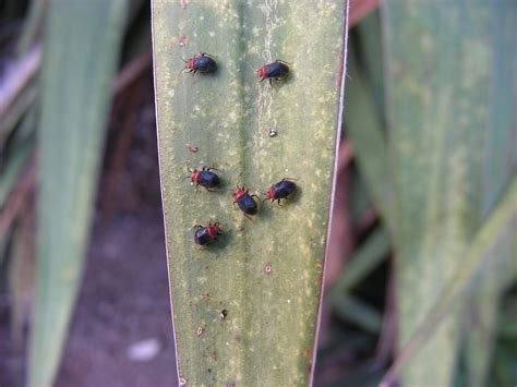 Urban IPM: Yucca plant bug