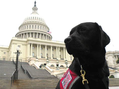 Putting Puppies Behind Bars (For A Good Cause) : NPR