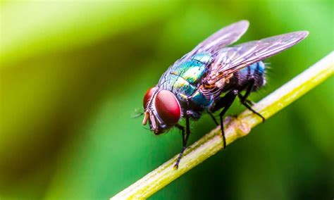 Do Flies Poop? - A-Z Animals