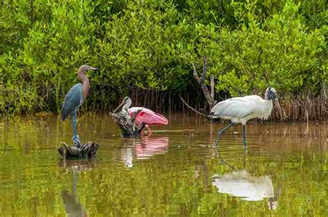 What Animals Live In Wetlands | Swamp Fever