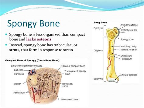 PPT - Skeletal System PowerPoint Presentation, free download - ID:3112109