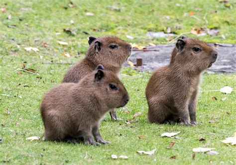 Baby Capybaras