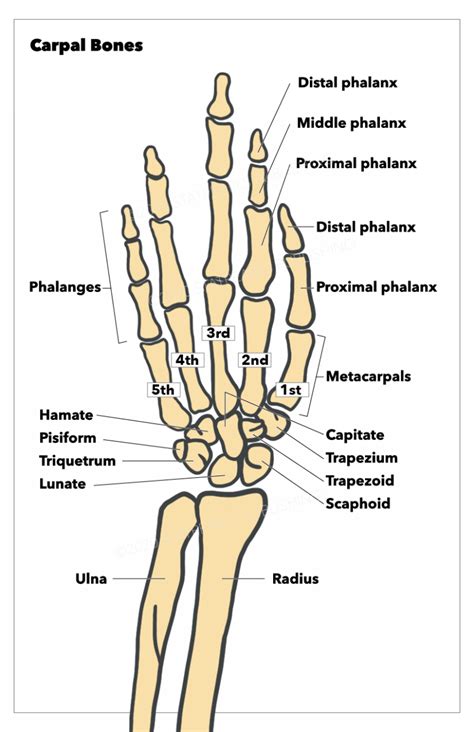 [Figure, Carpal Bones. The carpal bones include...] - StatPearls - NCBI ...