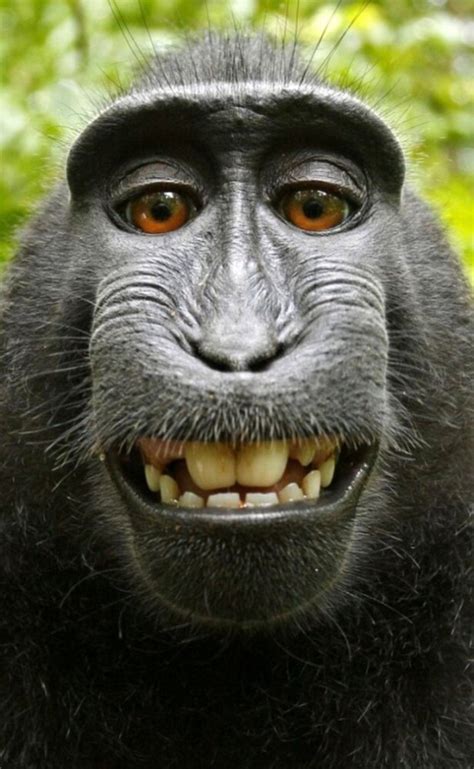 🔥 [40+] Monkey Meme Wallpapers | WallpaperSafari