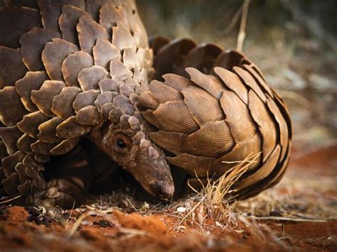 Pangolin | Species | WWF