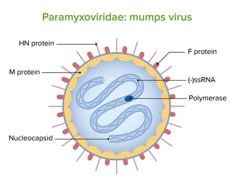 Rubeola Virus Structure