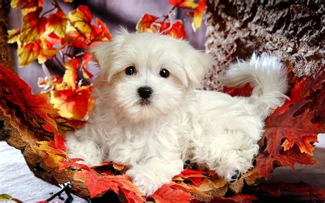 Cute Winter Puppy HD wallpaper | Pxfuel