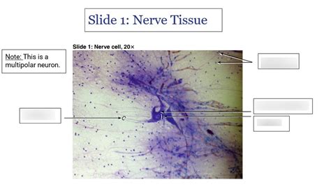 Nerve Tissue Diagram | Quizlet