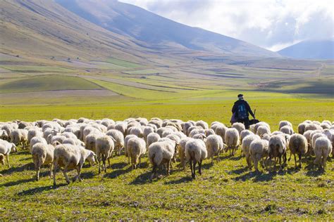 Read the Presence Point Blog | Shepherding is a thing of the soul