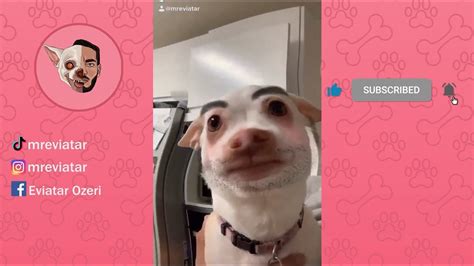 mreviatar TikTok - Niki the angry chihuahua dog Part 6 - YouTube