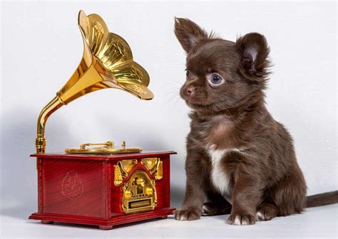 Does Music Affect Animal Behavior? - AnimalBehaviorCorner