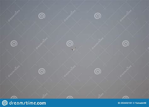 White-Tailed Kite Flying stock image. Image of american - 253432101