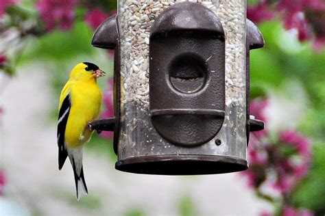 Where Is the Best Place to Hang Hummingbird Feeders? | Bird feeders ...