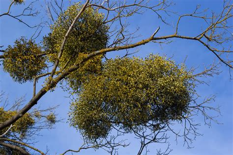 What is Mistletoe | Southwest Explorers