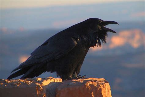 Common Raven Facts for Kids - NatureMapping