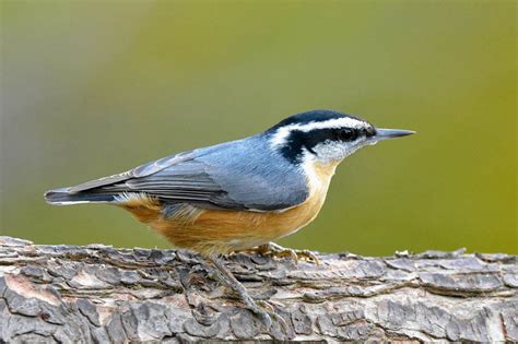 Red-Breasted Nuthatch: Field Guide, Pictures, Habitat & Info - Optics Mag