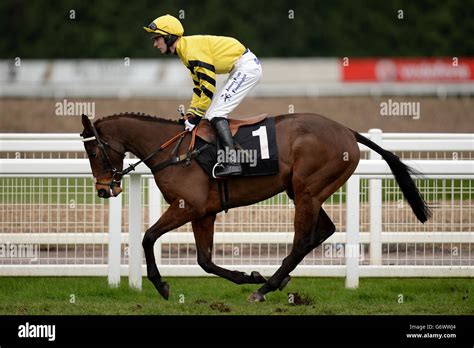 Bobtail horse hi-res stock photography and images - Alamy