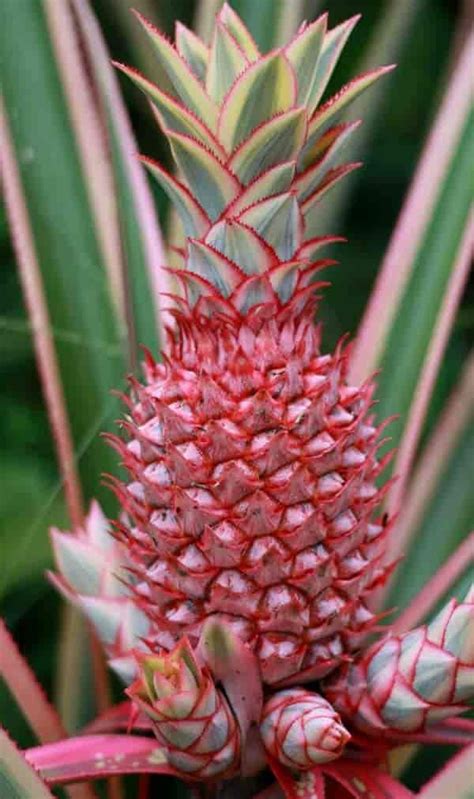 Pink Pineapple Plant: Learn Growing And Ananas Comosus Care | Pineapple ...