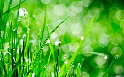 HD Wallpaper Grass Free Download