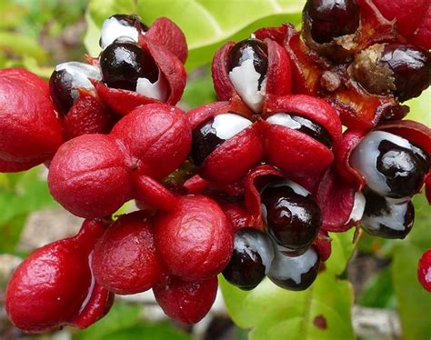 Guarana Seeds-Natural Energy Ingredient | OmniActive