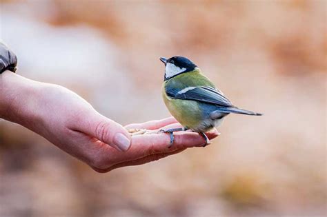 How To Feed Birds From Your Hand | Bird Spot