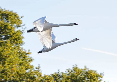 Flying Swan Stock Photos, Pictures & Royalty-Free Images - iStock