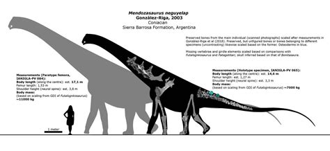 Mendozasaurus neguyelap schematic. by randomdinos on DeviantArt